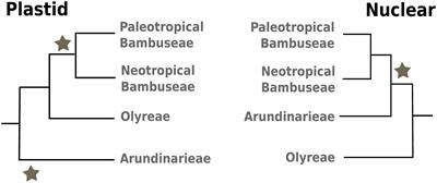 Integrated Genomic Analyses From Low-Depth Sequencing Help Resolve Phylogenetic Incongruence in the Bamboos (Poaceae: Bambusoideae)